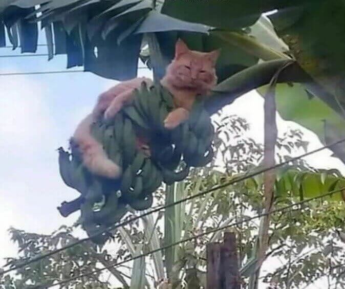 En el cuerpo equivocado