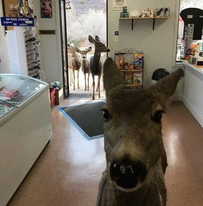 "¿Tienes Cheetos? "