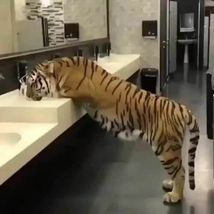 Señor, ¿te has lavado las manos?