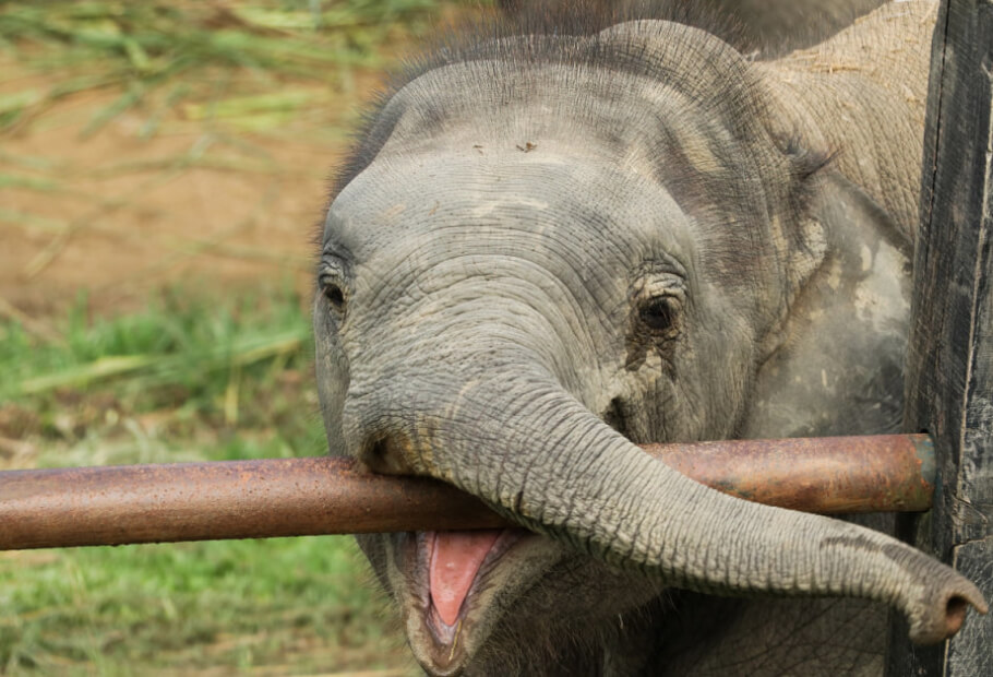 Fotos engraçadas de animais que foram vistos em lugares estranhos