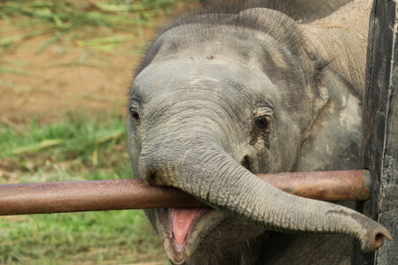 Funny Photos of Animals That Were Spotted in Strange Places