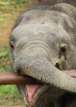Lustige Fotos von Tieren, die an seltsamen Orten gesichtet wurden
