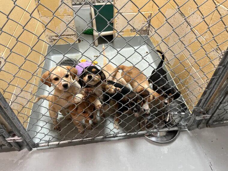 ​Local Animal Shelters