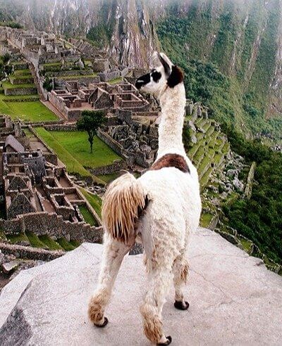 Ritualistic Sacrifice of Burying Llamas Alive