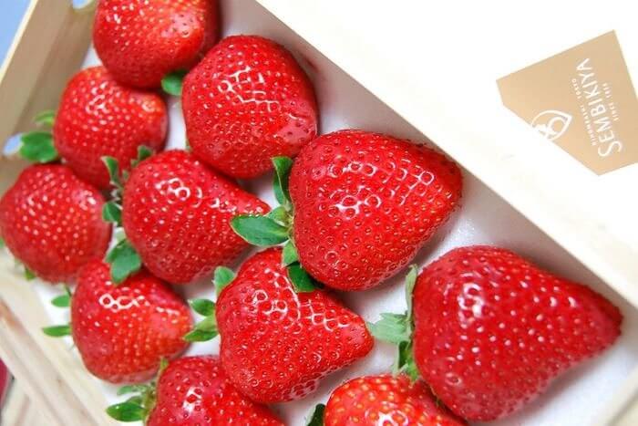 Strawberry Queen Sembikiya: An Aesthetic Marvel!