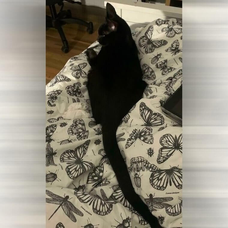 Humans Please Watch Where You Step