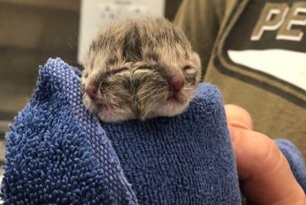 No You Are Not Seeing Double