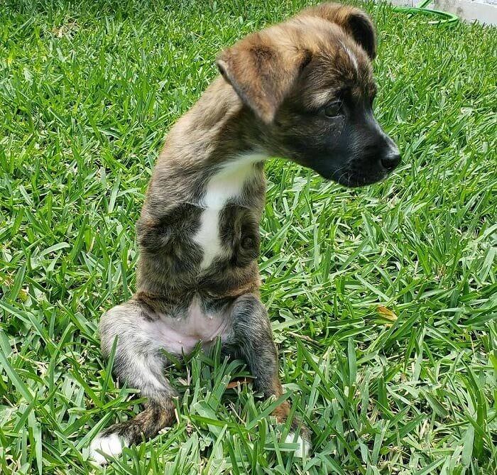 The Only Pup in a Liter of Sixteen Born With a Limb Difference