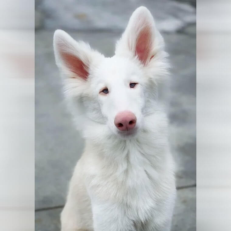 Try Playing Hide and Seek in the Snow With This One