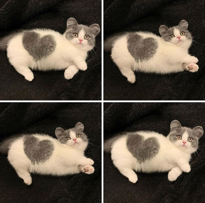 The Cutest Cat in the Entire World