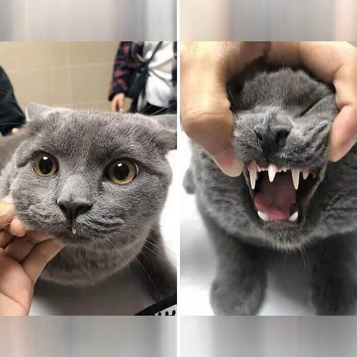 Cat by Day, Vampire by Night