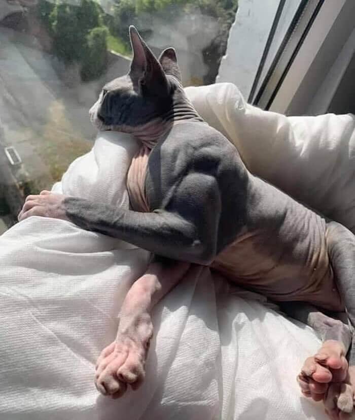 We Are Pleased to Introduce You to the First Bodybuilder Cat