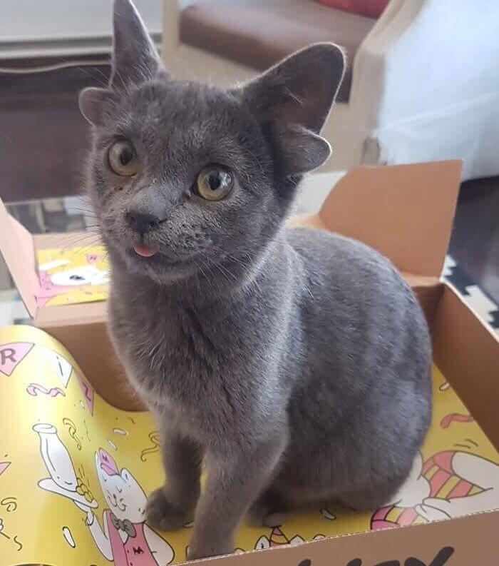 Even With Four Ears It Still Won't Listen to You