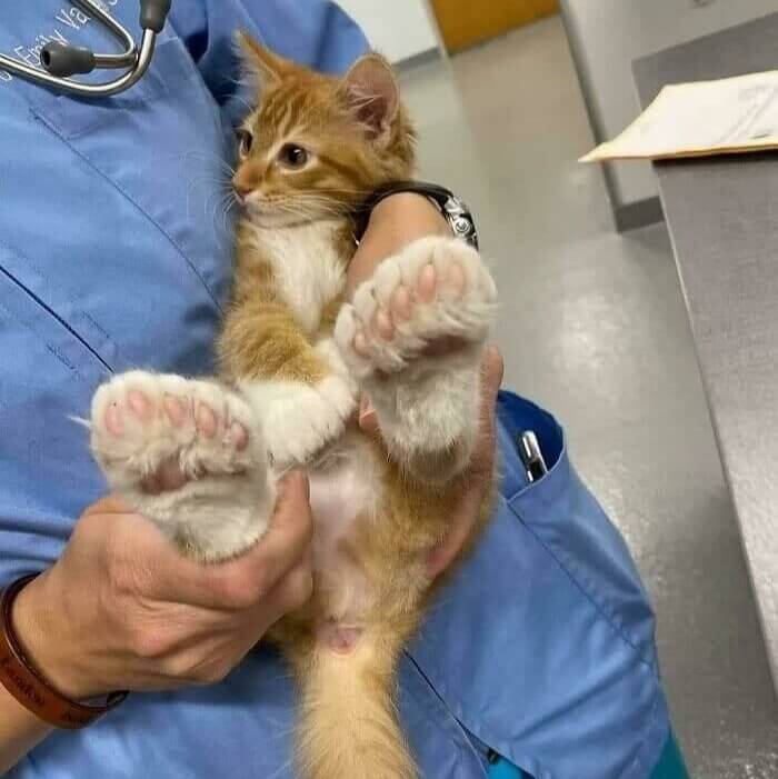 Beware of Bigfoot... Only This Time It Meows