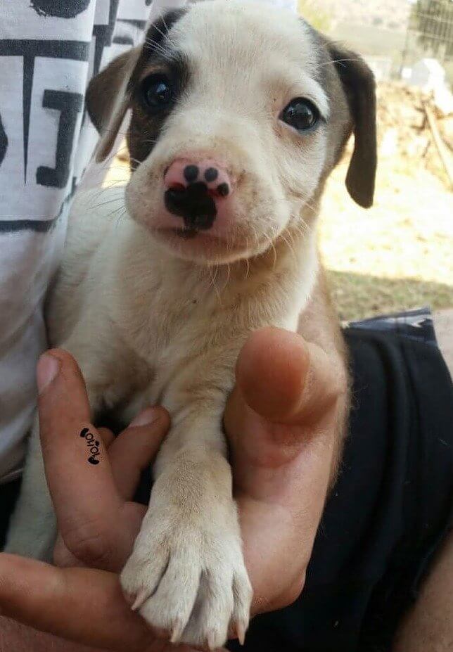 13/10 Would Boop This Puppy's Nose