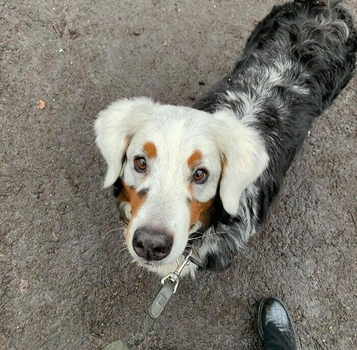 Who Knew Eyebrows on a Dog Could Be so Cute
