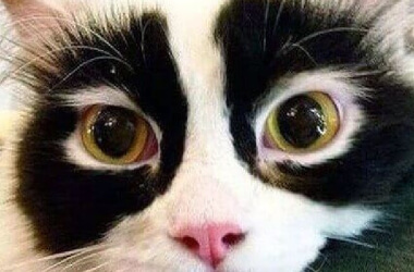 These Animals' Genetics Are so Unique We Just Couldn't Look Away