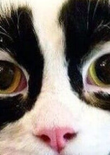 These Animals' Genetics Are so Unique We Just Couldn't Look Away