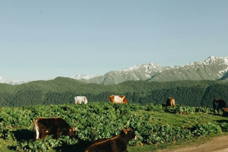 Building Local Food Systems That Support Biodiversity