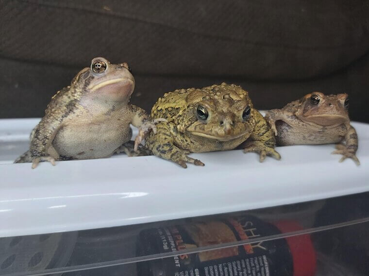 Toads and Warts