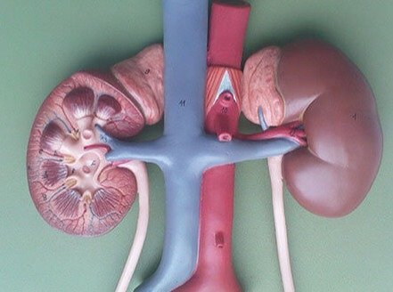 Sensor Receptors Are All Over Our Bodies