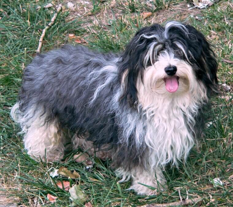Havanese: The Cheerful and Adaptable Companion from the Tropics