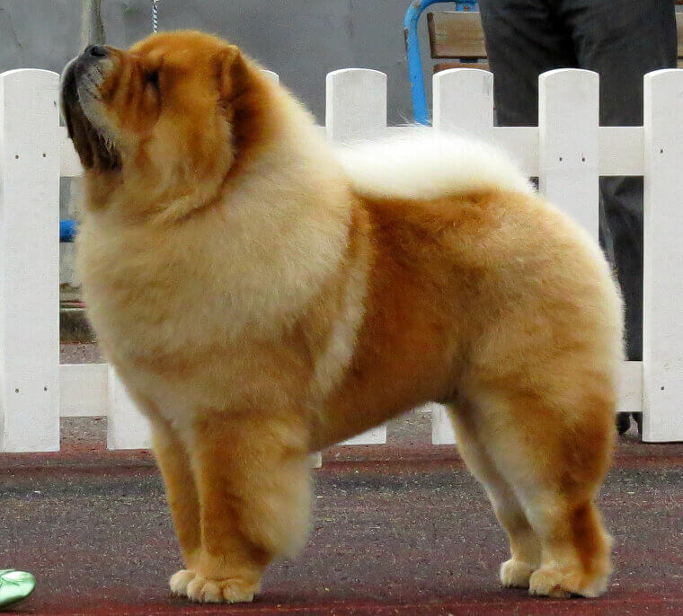 Chow Chow: An Independent and Cat-Like Guardian of the Home