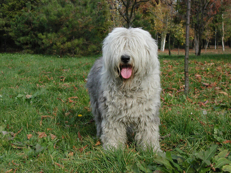 Old English Sheepdog: A Shaggy and Good-Natured Friend