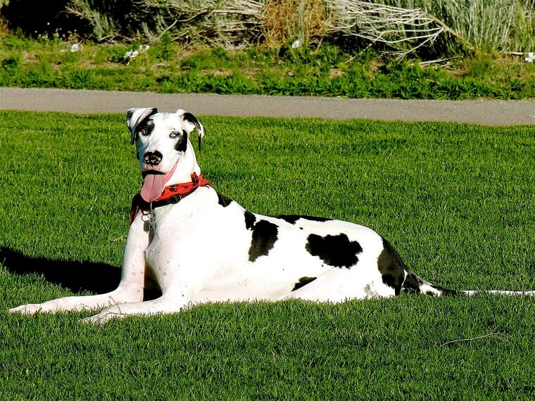 Great Dane: The Living Statue That Loves a Big Sofa
