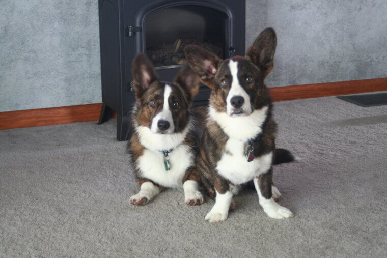 Cardigan Welsh Corgi: The Calmer Cousin with a Loyal Heart