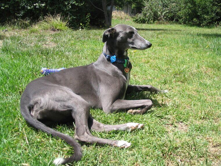 Greyhound: The Elegant Forty-Five Mile Per Hour Couch Potato
