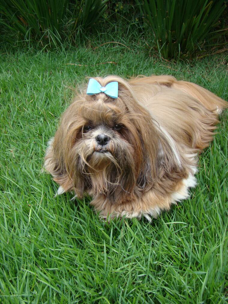 Shih Tzu: The Affectionate Little Lion That Loves Luxury