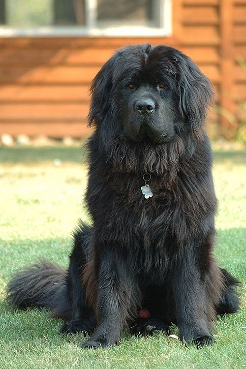 Newfoundland: A Sweet-Tempered Water Dog with a Calming Presence