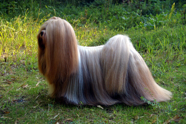 Lhasa Apso: A Small and Sturdy Breed with an Ancient Spirit