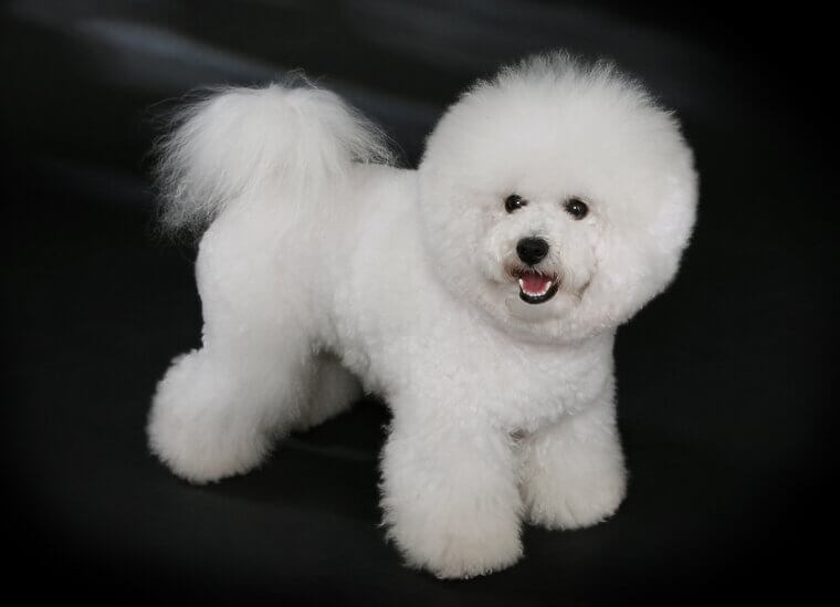 Bichon Frise: A Happy-Go-Lucky Friend That Doesn't Shed
