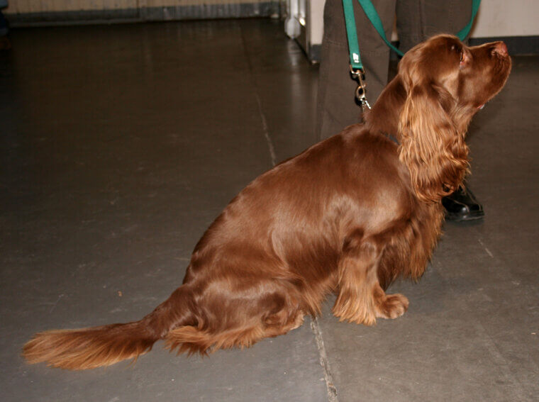 Sussex Spaniel: A Rare and Low-Energy Dog with a Sweet Smile