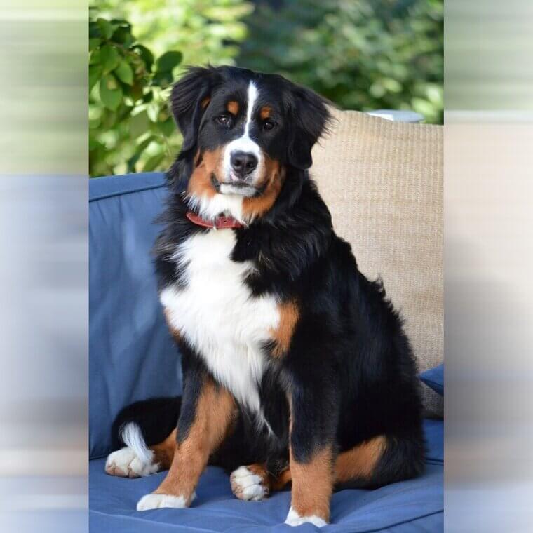 Bernese Mountain Dog: A Sweet-Natured Giant with a Heart of Gold