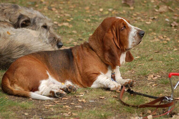Basset Hound: The Soulful and Low-Energy Classic Scent Hound