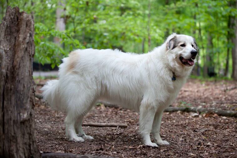 Great Pyrenees: A Large and Patient Guardian of the Peace