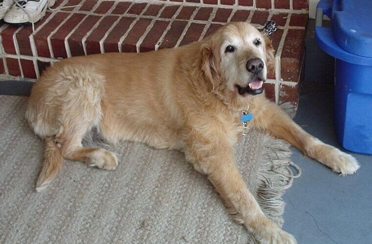 Senior Golden Retriever: Pre-Loved Experts in Calm and Gentle Loyalty