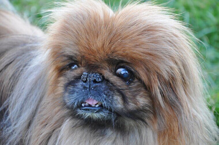 Pekingese-Senior Rescue: A Dignified Friend Who Needs a Soft Place to Land