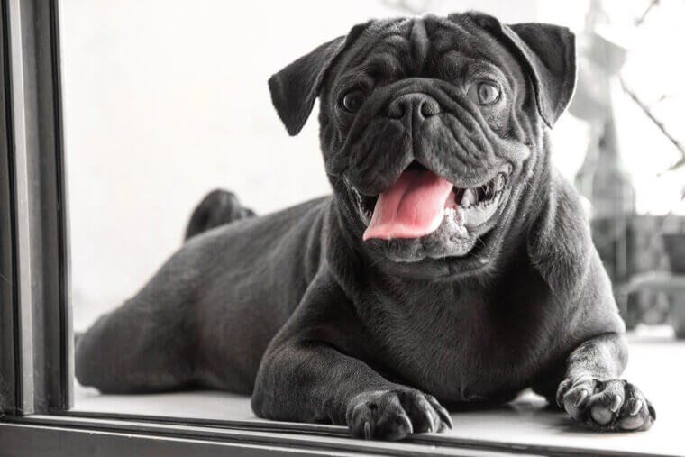 Pug: The Charming and Comical Housemate with a Big Heart