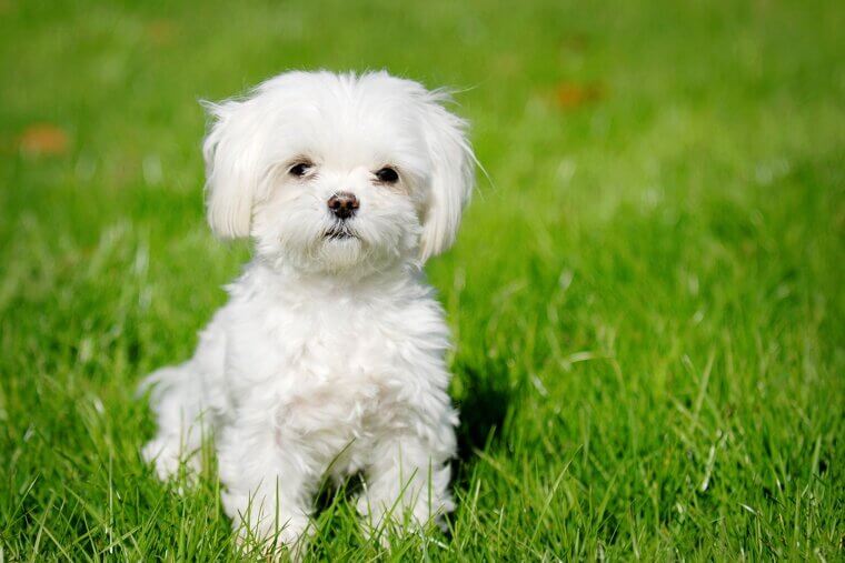 Maltese: A Tiny and Elegant Companion for the Constant Traveler