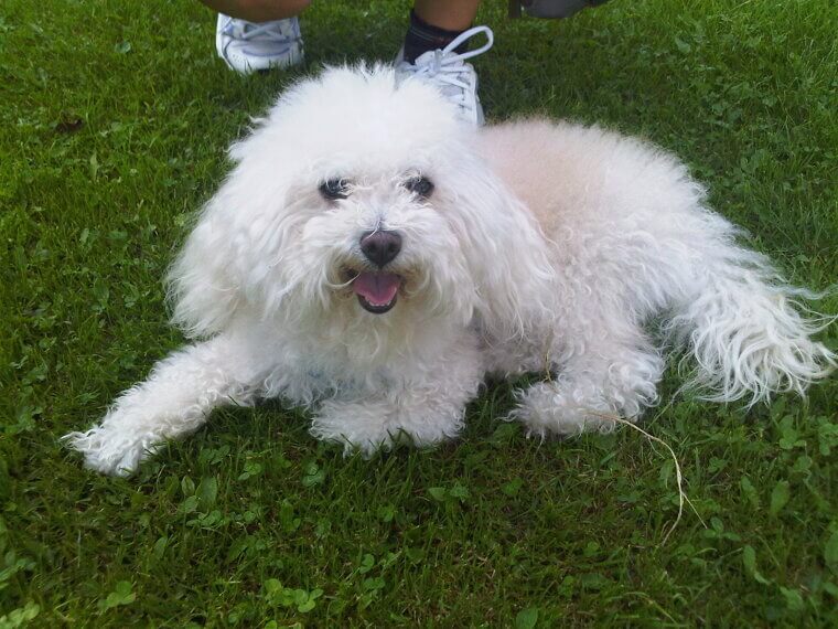 Bolognese: A Rare and Serene Italian Companion Dog