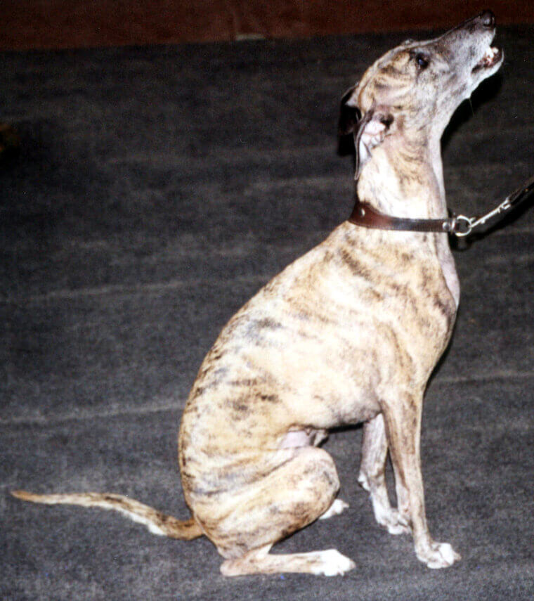 Whippet: A Smaller Sighthound That Loves Warm Blankets