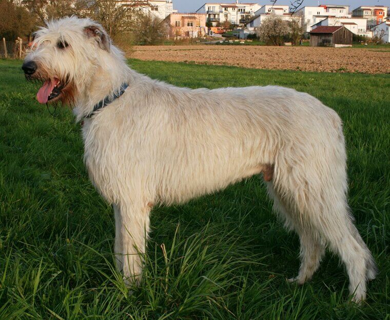 Irish Wolfhound: A Towering Giant with a Very Gentle Soul