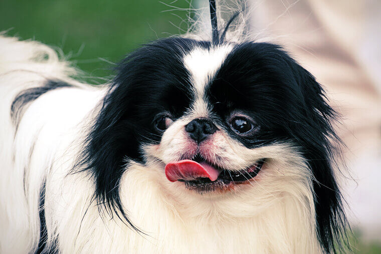 Japanese Chin: The Cat-Like Aristocrat of the Toy Group