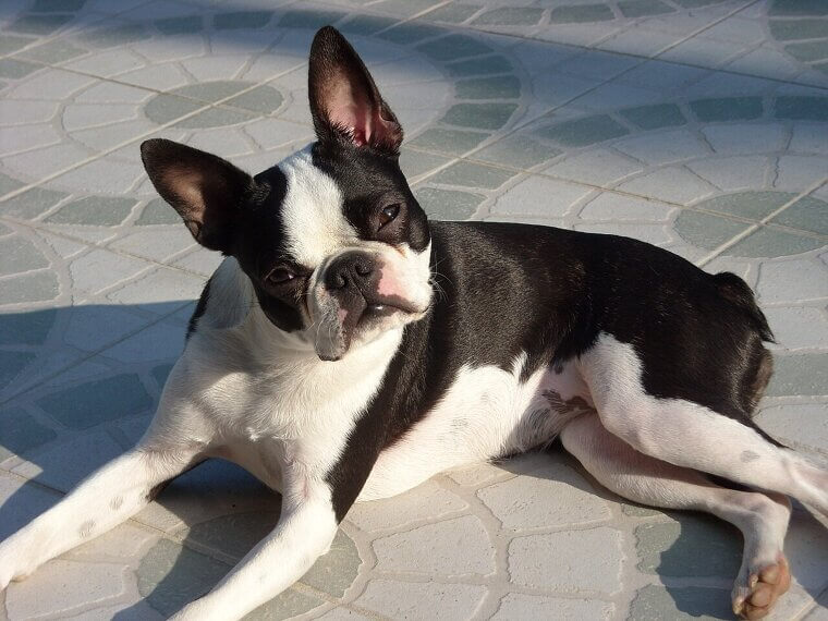 Boston Terrier: The American Gentleman of the Dog World