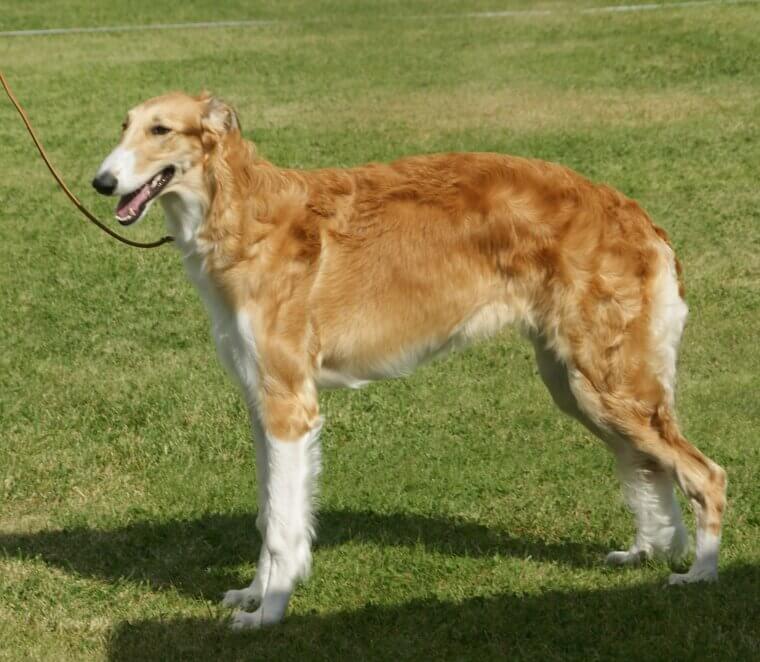 Borzoi: The Aristocratic Hound That Values Peace and Quiet