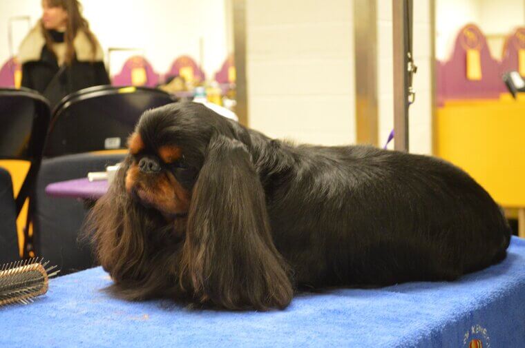 English Toy Spaniel: A Mellow and Devoted Little Friend